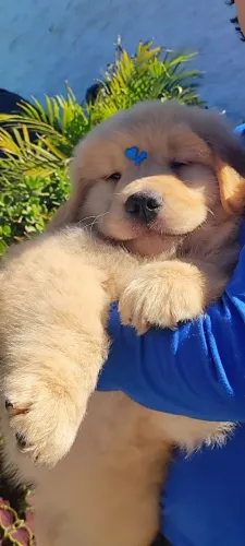 Lindos bebês Golden Retriever disponível 
