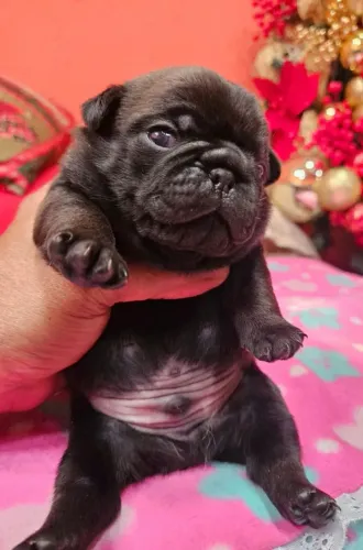 Pug