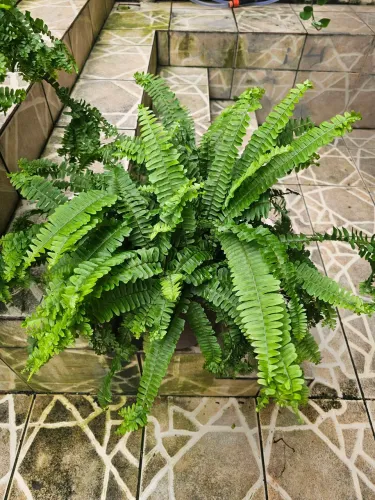 Samambaia Americana