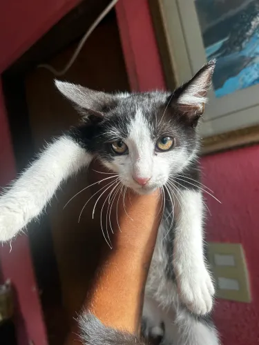 Doação de gatinho 