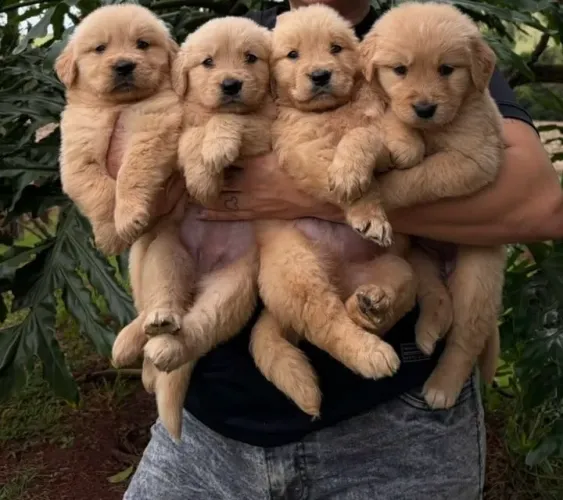 Golden retriever