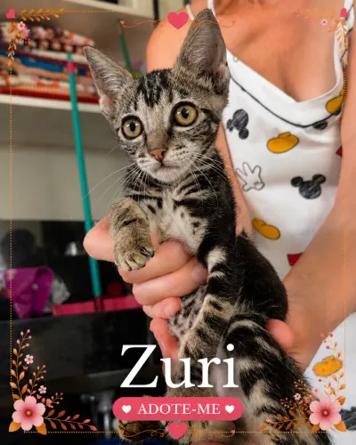Gata para adoção