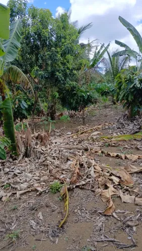 Sítio/Roça de cacau e banana 