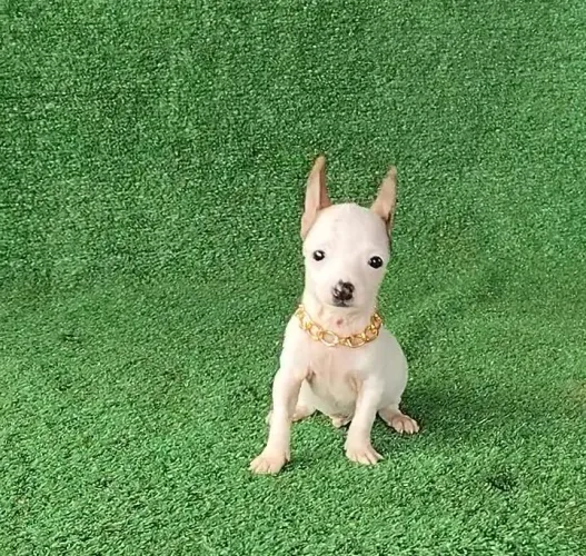 Pinscher raridade exótico bicolor