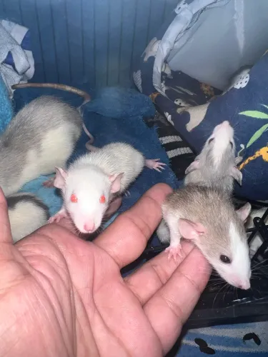 Ratos Twister