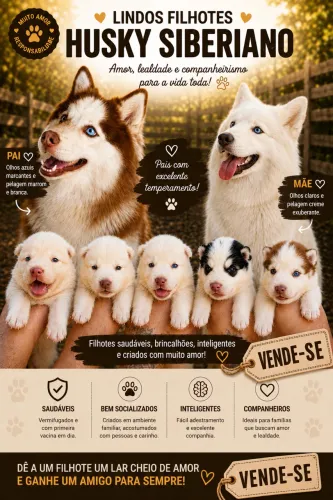 Husky siberiano wooly