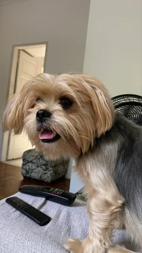 Doação cachorro macho