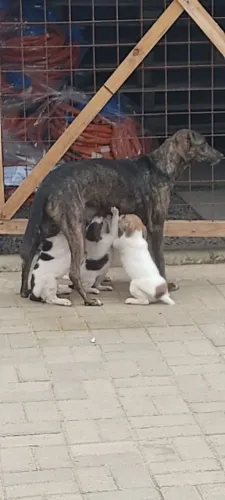 LINDOS FILHOTES EM BUSCA DE UM LAR RESPONSÁVEL.