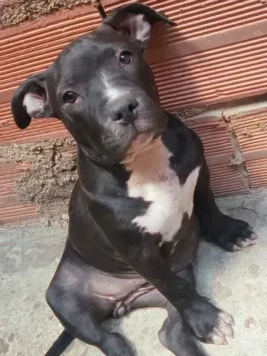 DOAÇÃO DE PITBULL AMERICAN BULLY