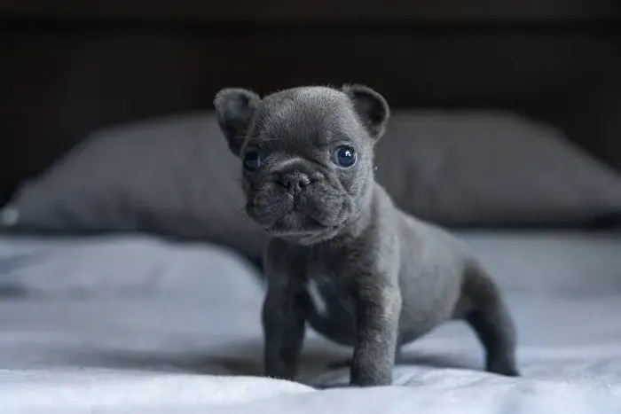 Bulldogue Francês Um Novo Melhor Amigo Pode Estar Aqui Conosco 