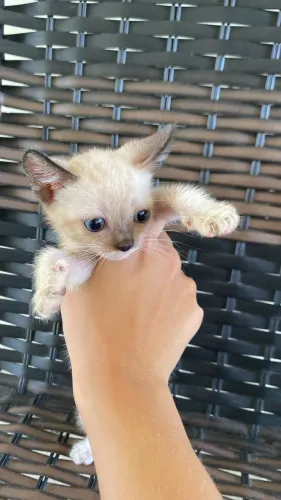 Doação responsável de gatinhos