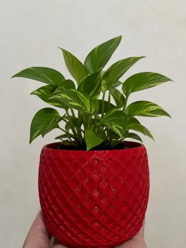 Vaso de Flor