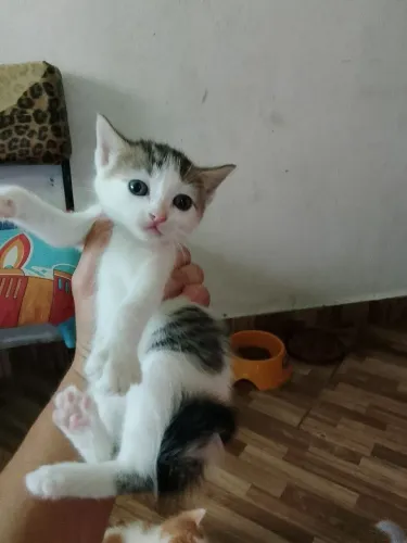 Doação de gatinhos 