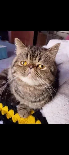 Gato Macho Raça Exótico pelo Curto