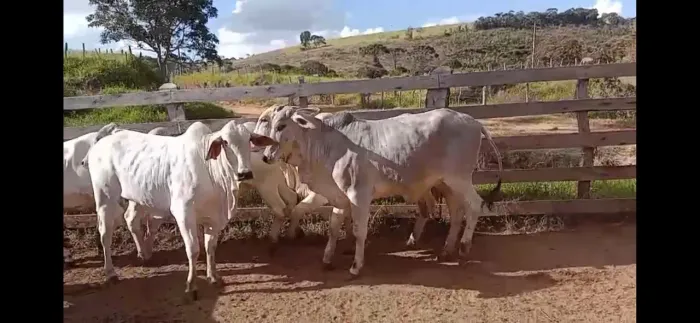 Novilhas Tabapuã 