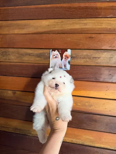 Lulu da pomerania filhote bh