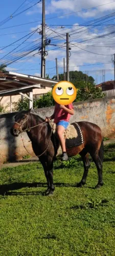 Cavalo cuiudo