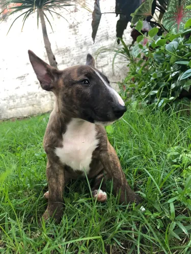 Filhote bull Terrier miniatura