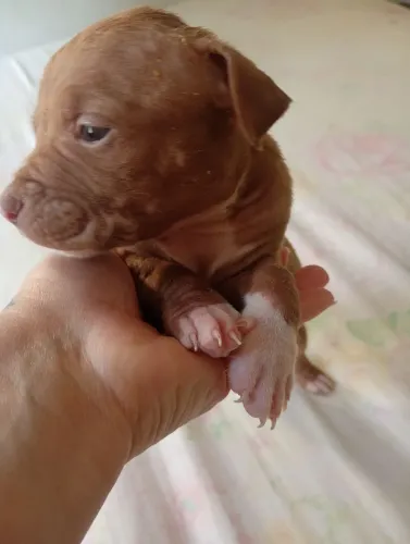 Filhote de Pitbull na promoção 250 pra vender rápido cuida só resta 6