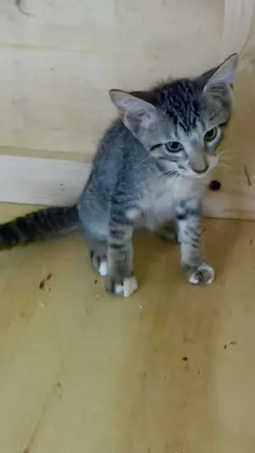 Gatos adoção responsável, castração garantida 
