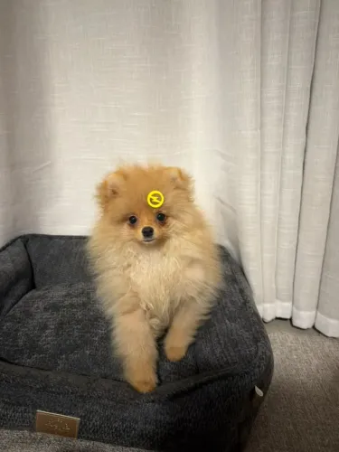 Lulu / Spitz Alemão