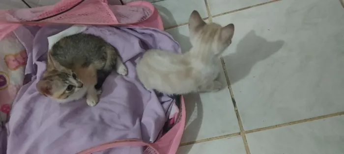 Doação de gatos
