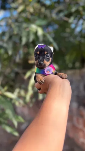 Pinscher MINI macho e fêmea