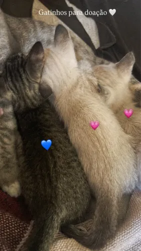 Gatinhos para doação 