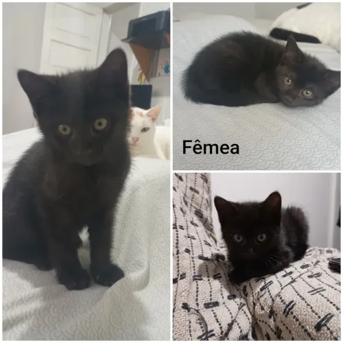 Adoção filhote, gatinha resgatada