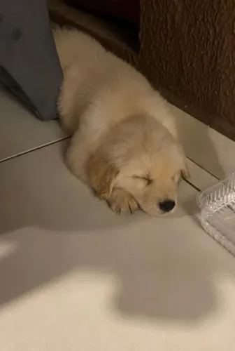 Golden Retriever para Doação