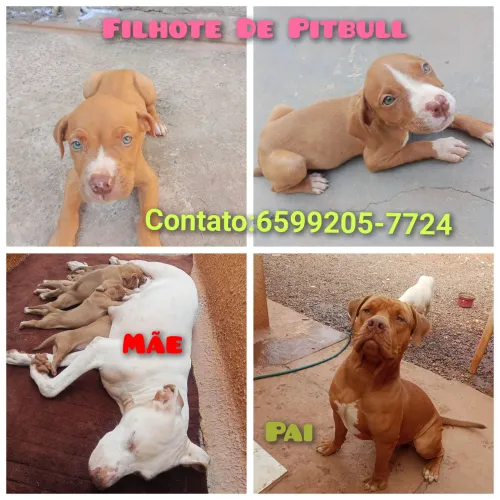 Filhote de Pitbull só Fêmea