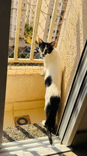 Gata doação 