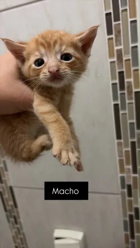 Gatinhos para doação - GRÁTIS!!