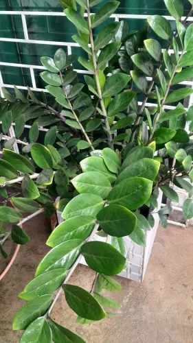 Vaso artesanal com a planta da prosperidade 