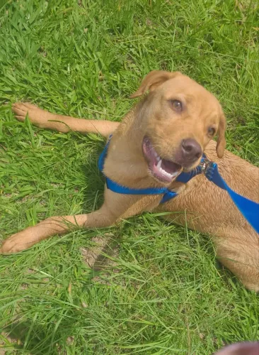 Doação de labrador 