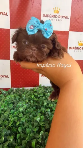 Shihtzu Fêmea chocolate Maravilhosa! Império Royal