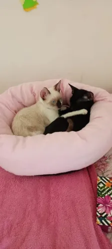 Doa- se Gatinhos lindos (DOAÇÃO RESPONSÁVEL)