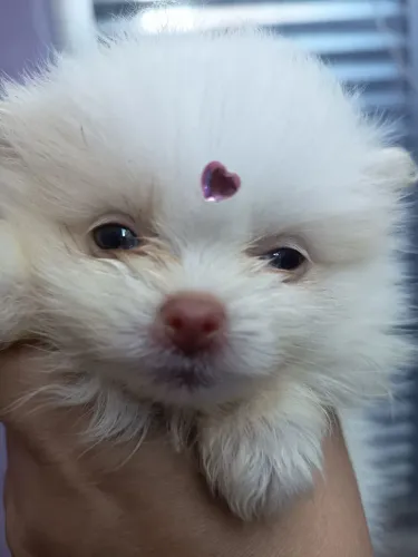 Splitz anão fêmea para troca
