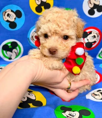Poodle toy - bebe machinho.