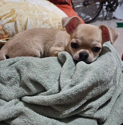 Filhotinho de Chihuahua 