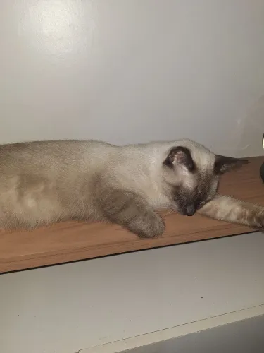Doa-se gatinhos