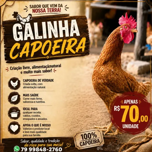 Galinha de capoeira