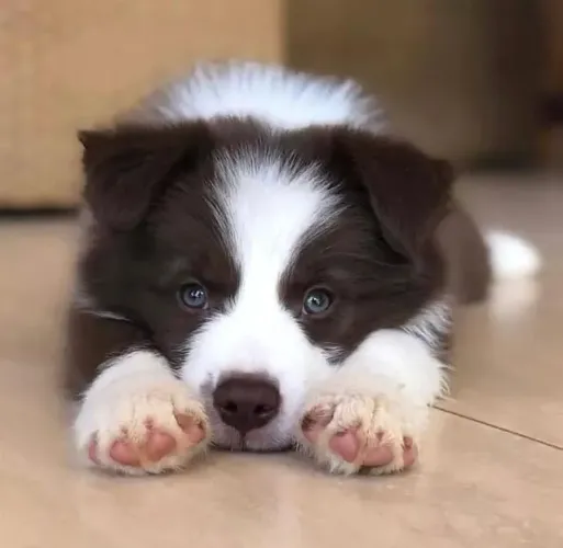 Filhotes de Border Collie | Um toque especial na sua vida