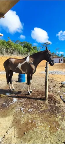 Égua Campolina 4 anos 