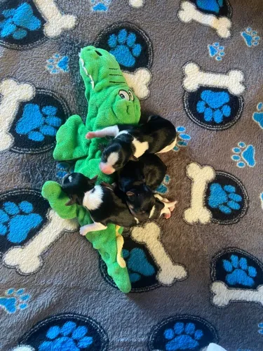 Filhote Pinscher 