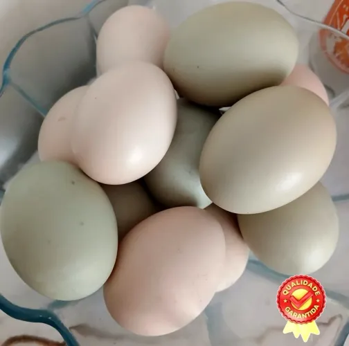 Ovos férteis de galinhas gsb 
