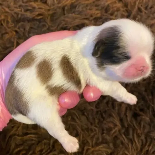 Filhotes de Shih Tzu | Amor desde o primeiro olhar!