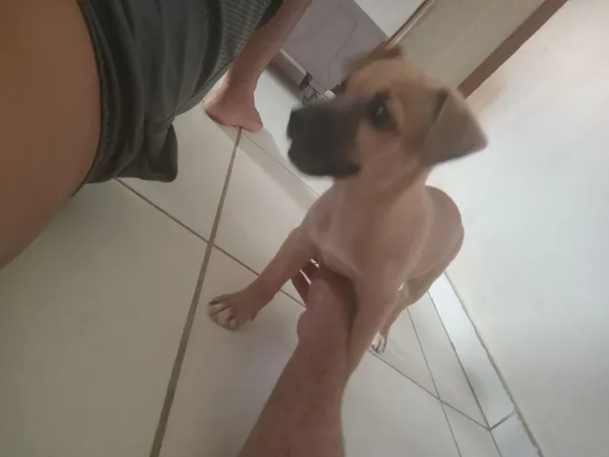 CACHORRO FILHOTE