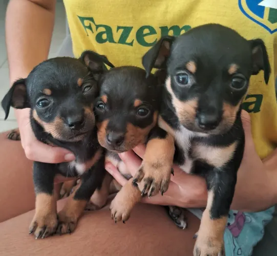 FILHOTE PINSCHER