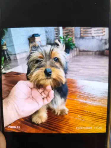 Cachorrinho yorkshire terrier machinho 